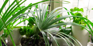 10 ошибок при выращивании комнатных растений, которых можно избежать, по словам исследователя почвы