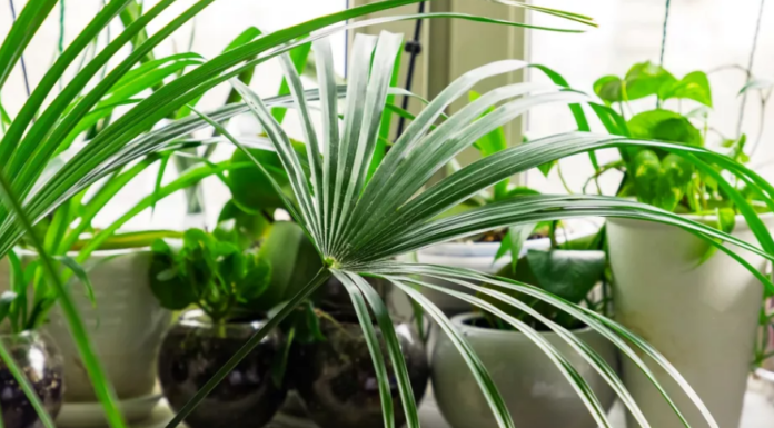 10 ошибок при выращивании комнатных растений, которых можно избежать, по словам исследователя почвы